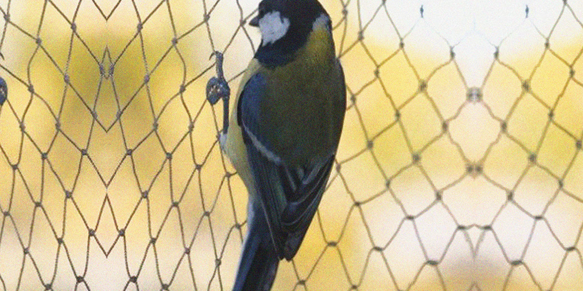 Malla Antipájaro